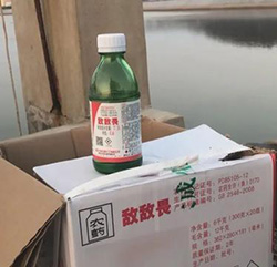 食品安全堪憂 養海參整箱放敵敵畏